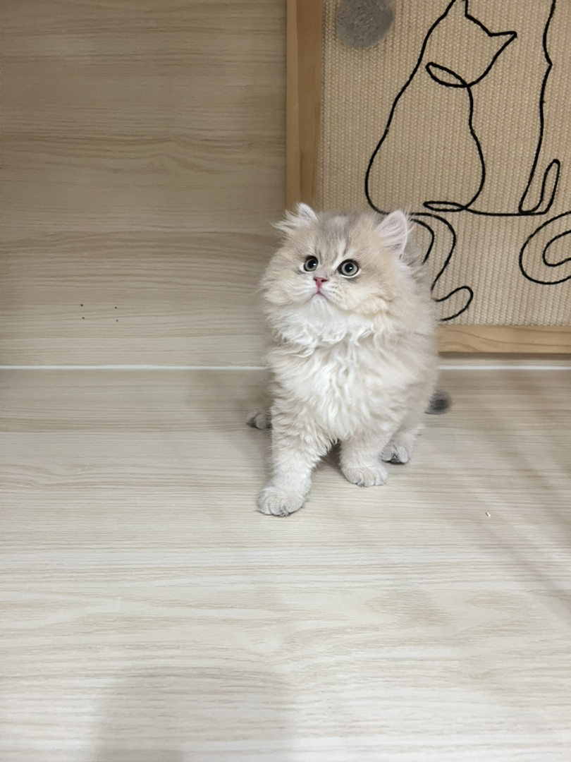 蓝金渐层长毛弟弟蹲新🏠