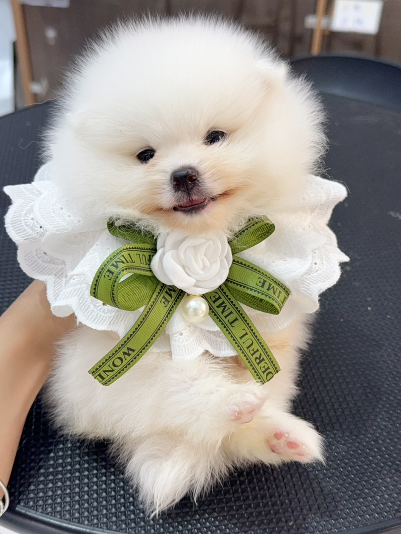 小博美