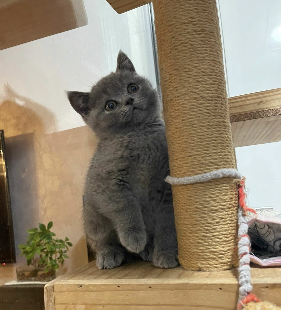 蓝猫已打疫苗驱虫保障终身售后。金渐层布偶银渐层金吉拉暹罗蓝猫银点暹罗猫