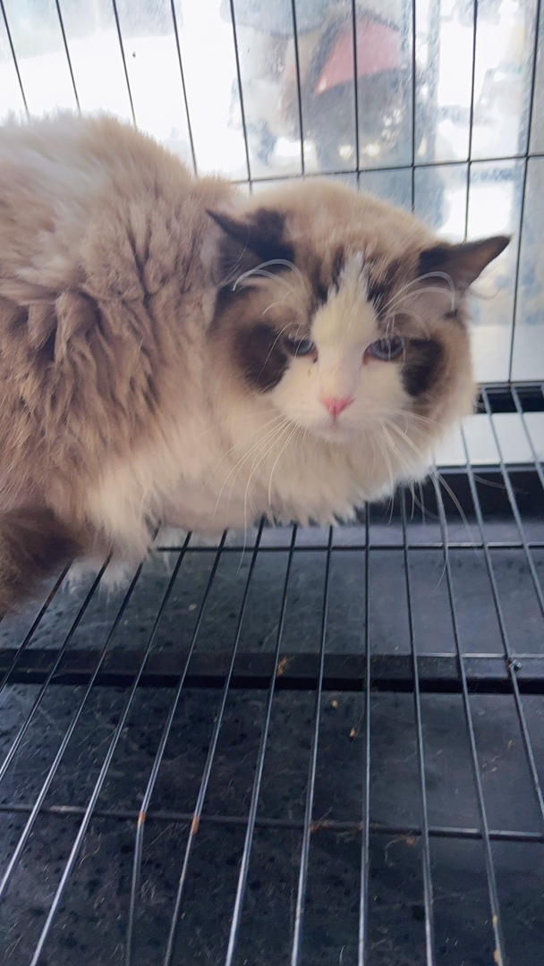 布偶猫