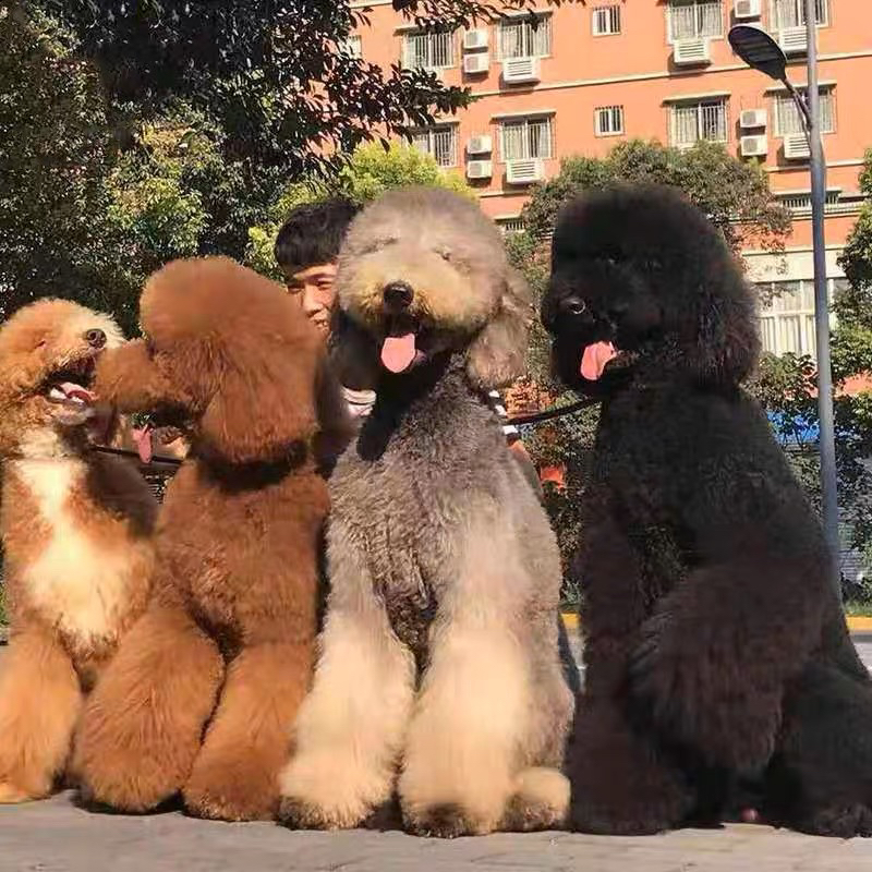 巨贵犬多多