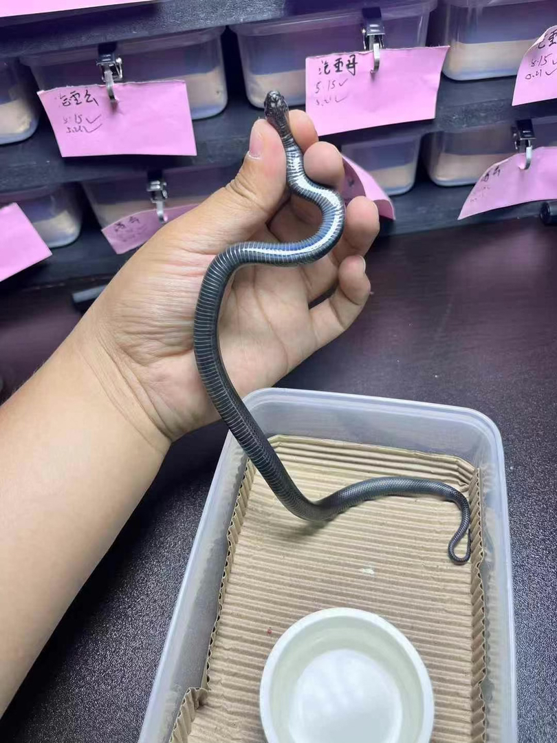 精品墨西哥黑王，已冻开！独特五彩黑鳞，优雅盘绕，异宠爱好者的独特选择！