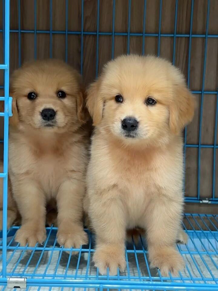 金毛幼犬，可爱活泼，性格温顺，适合家庭养殖