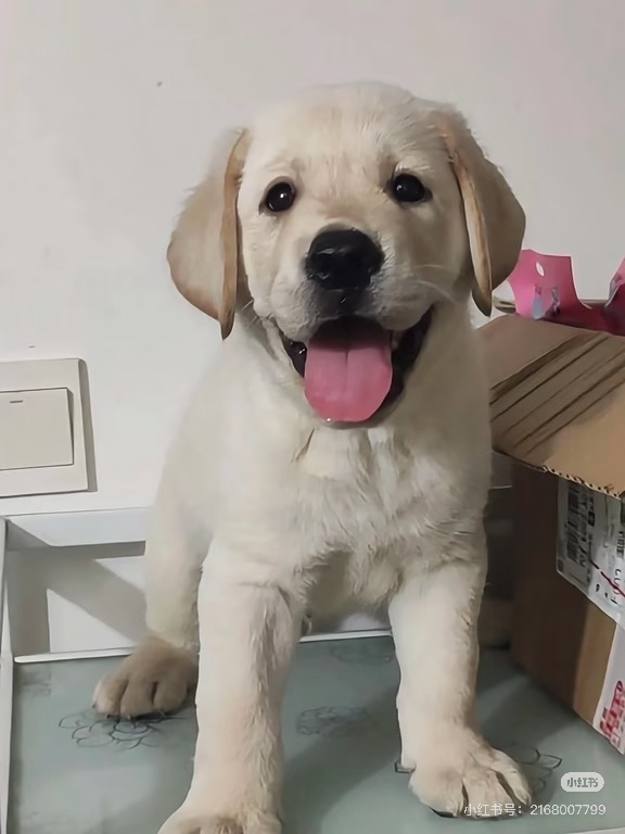 拉布拉多幼犬，乖巧可爱，温顺亲人，绝佳陪伴宠物
