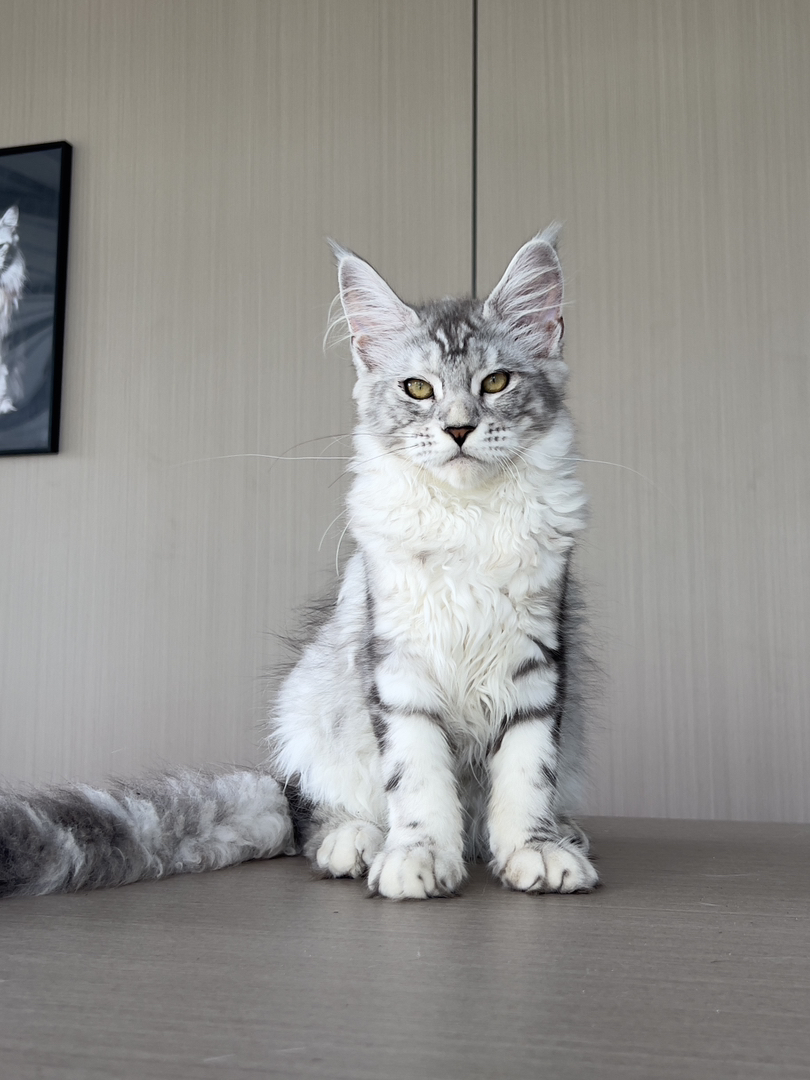缅因猫幼崽,霸气外表,温柔内心,绝佳的宠物伴侣
