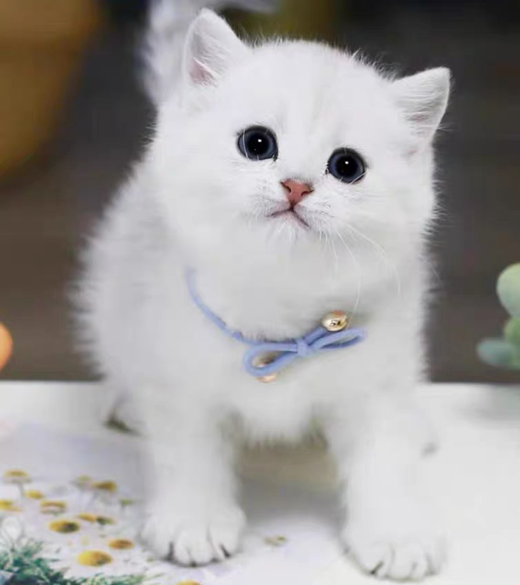 银渐层宝宝❤️健康质保