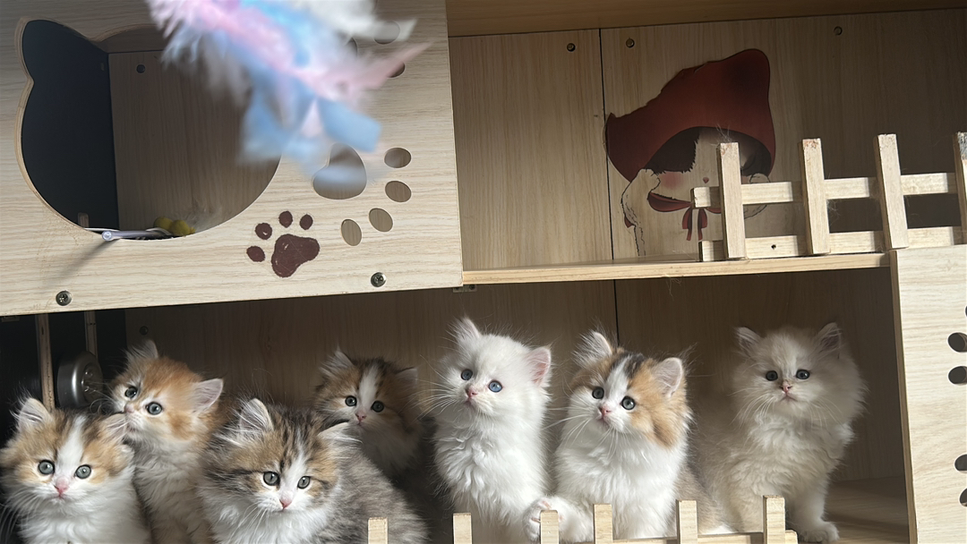 长毛金加白，长毛金点，都是正常脚，都非常可爱😻