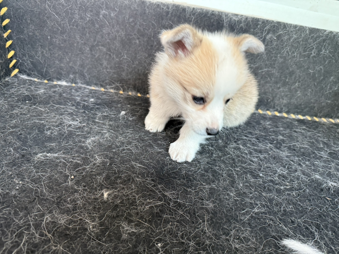 自家柯基幼犬出售，可爱活泼好动，已打一针疫苗