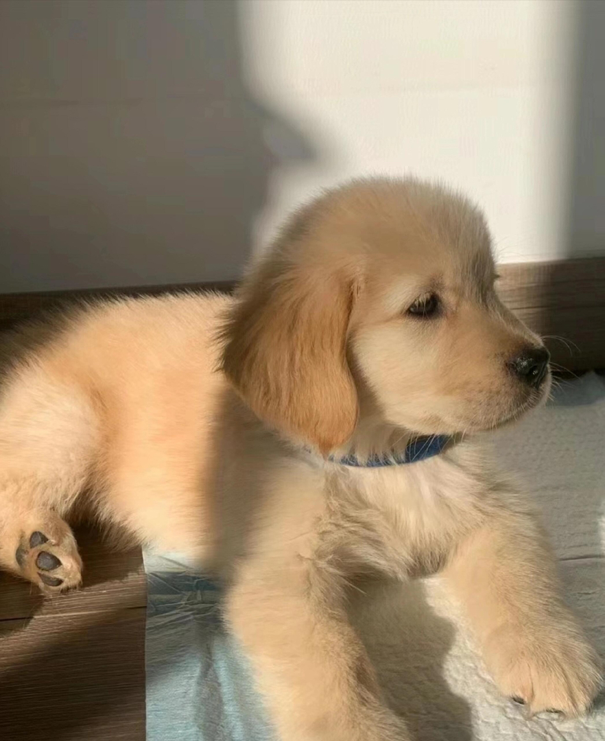 金毛幼犬(金毛寻回犬),毛发蓬松金黄,温顺可爱,家庭陪伴佳选