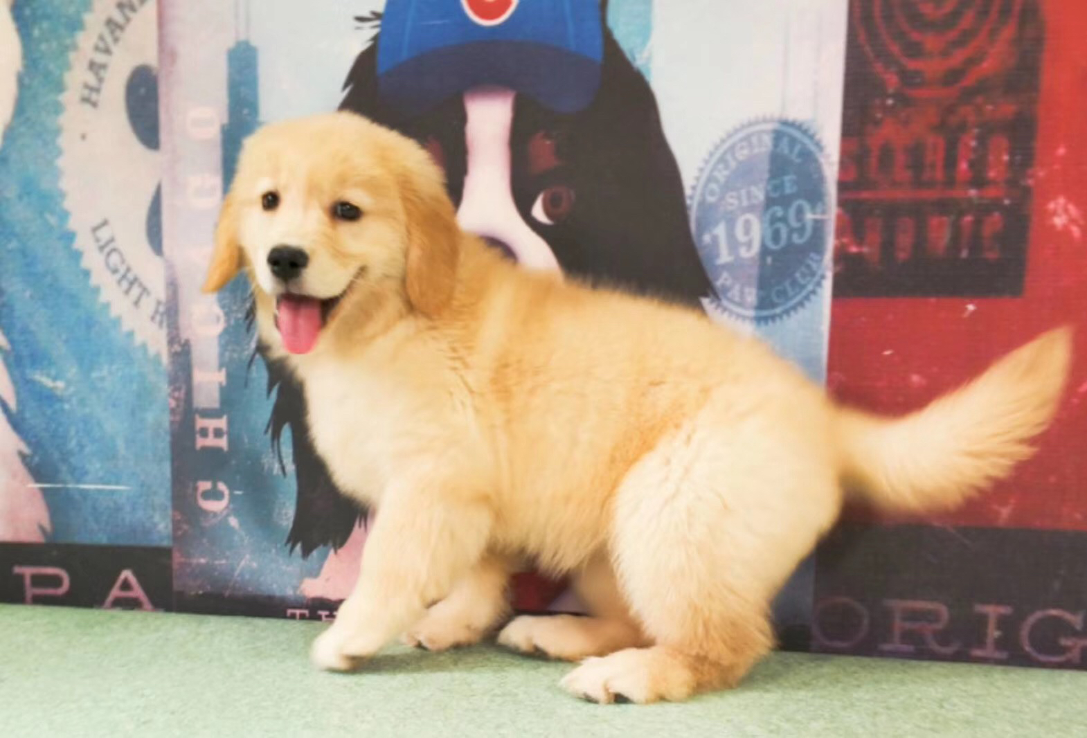 双血统金毛犬❤️带证书芯片