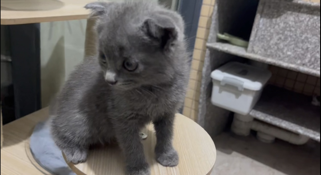 蓝猫已打疫苗驱虫保障终身售后。金渐层布偶银渐层金吉拉暹罗银点暹罗猫