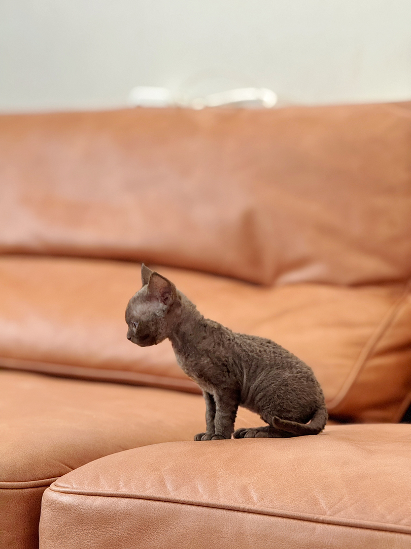 德文卷毛猫幼崽，咖啡色，卷毛大眼超可爱