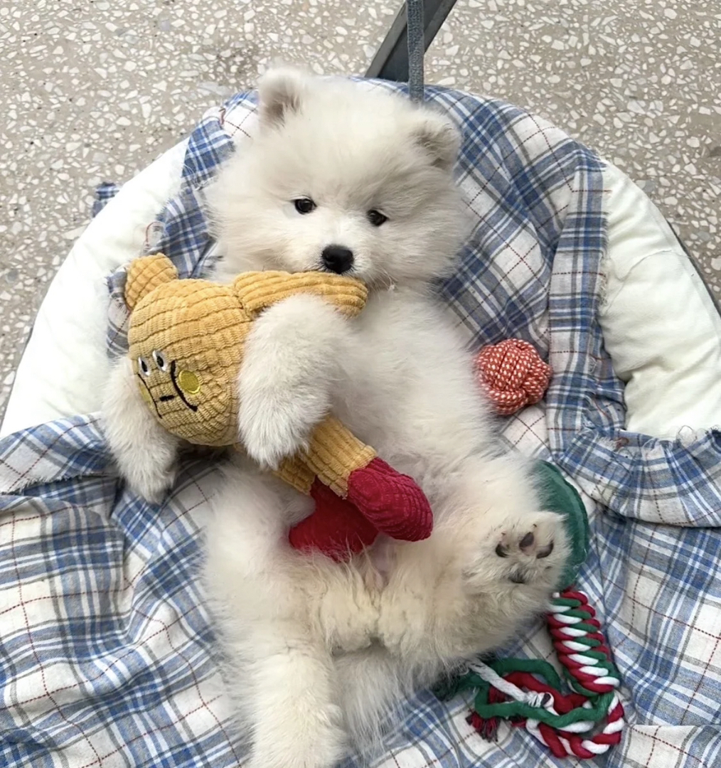 可爱萨摩耶幼犬,雪白蓬松,温柔活泼的治愈系萌宠