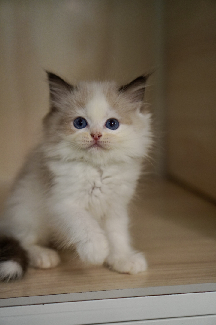 布偶猫幼崽，蓝眼白毛颜值高，温顺乖巧，绝佳陪伴
