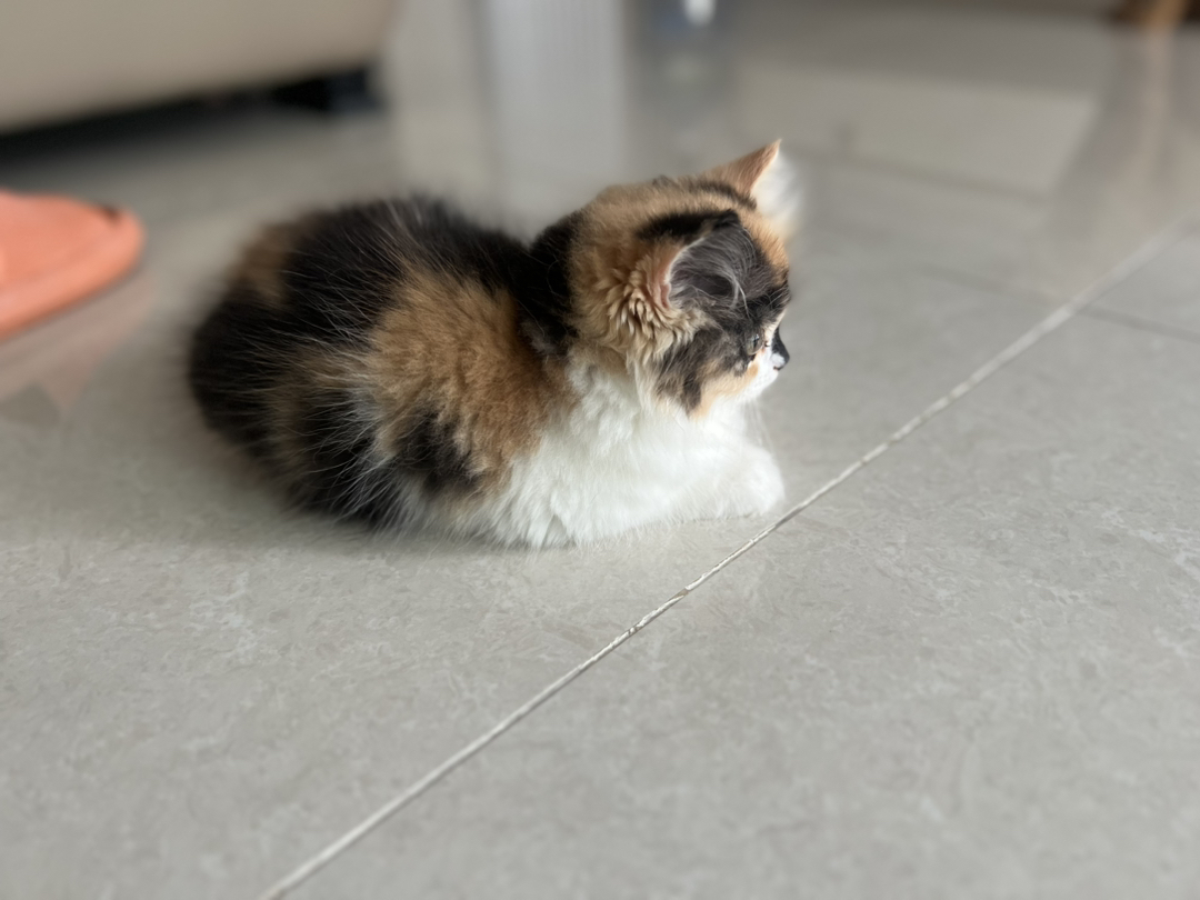 可爱三花猫，颜值超高，性格温顺，给你满满治愈感