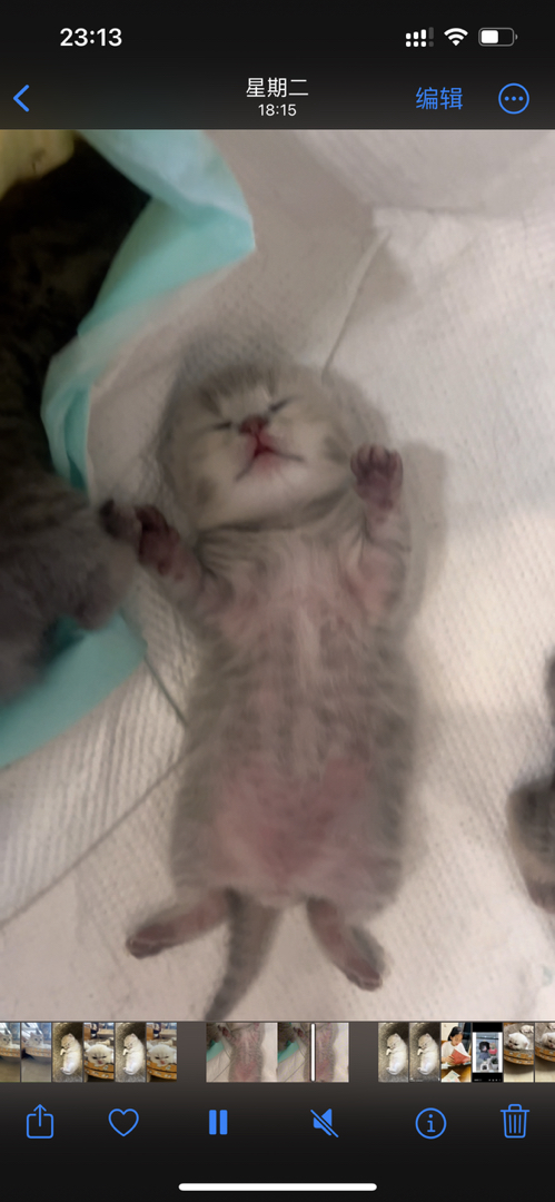 英国短毛猫