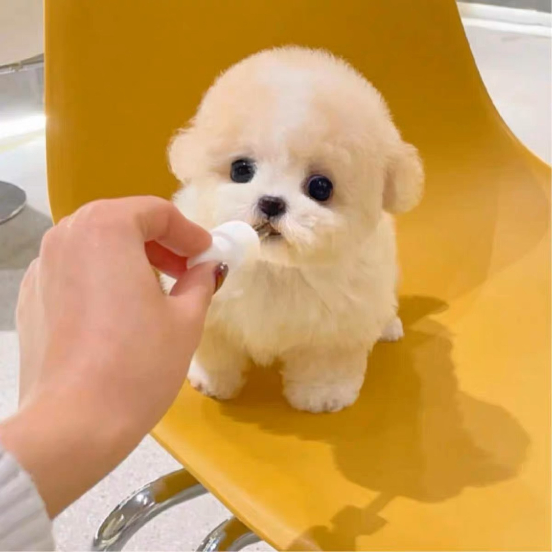 香槟色娃娃脸泰迪熊