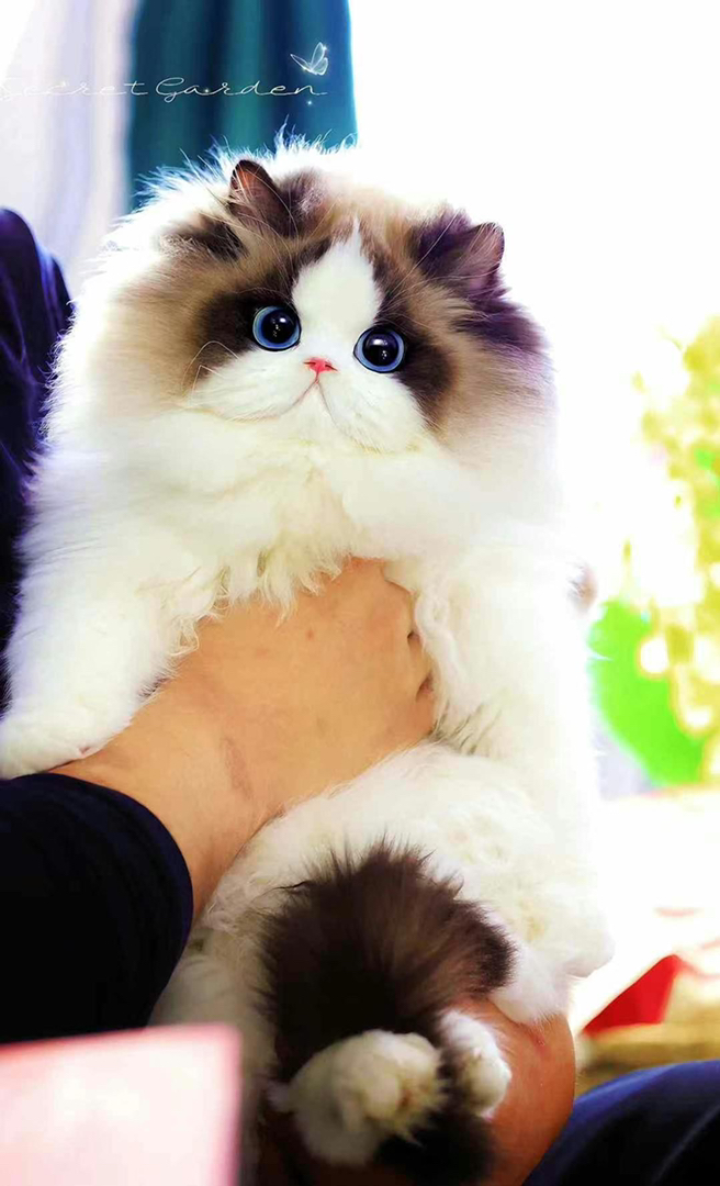 超级大爆毛布偶猫❤平台推荐