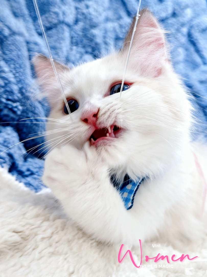 家教超好蓝双布偶猫，天使性格粘人安静，习惯满分，新手养猫零压力。