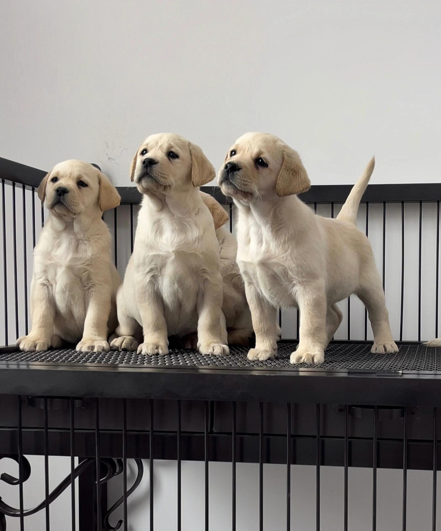 拉布拉多幼犬