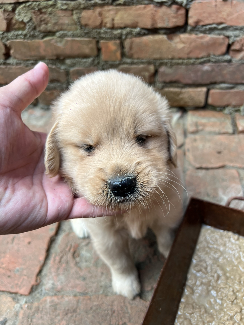 金毛幼犬，毛发光滑，温顺乖巧，理想的家庭伴侣
