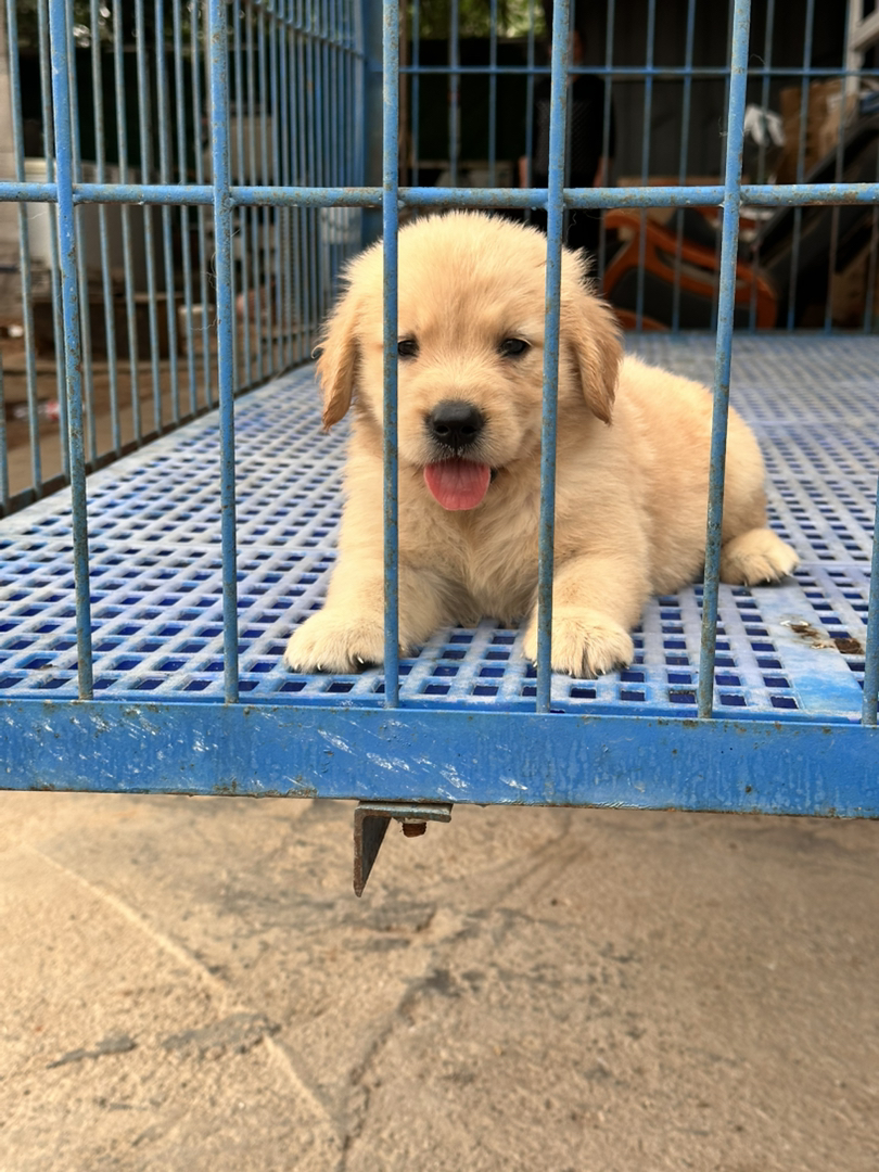 金毛