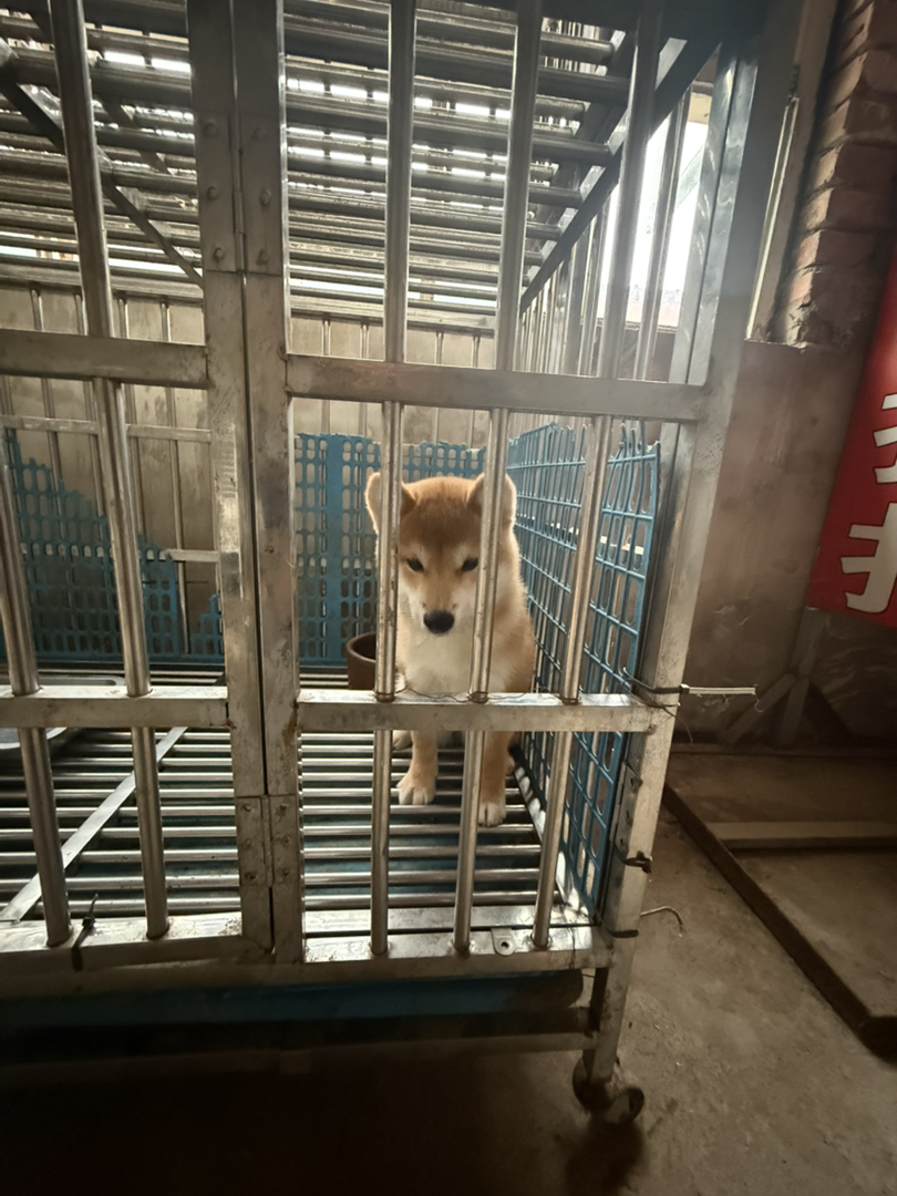 日本豆柴犬精品
