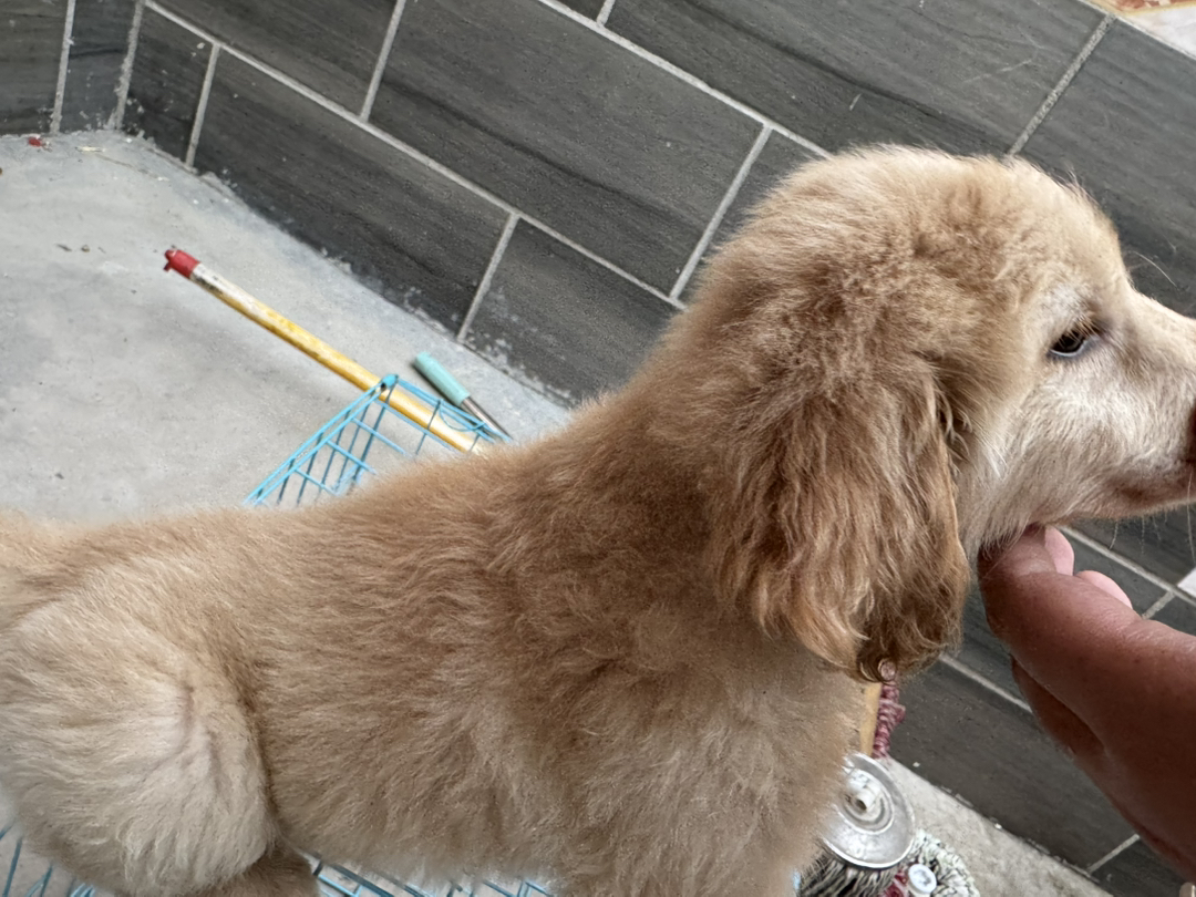 金毛幼犬，毛发蓬松，性格温顺，可爱萌宠首选