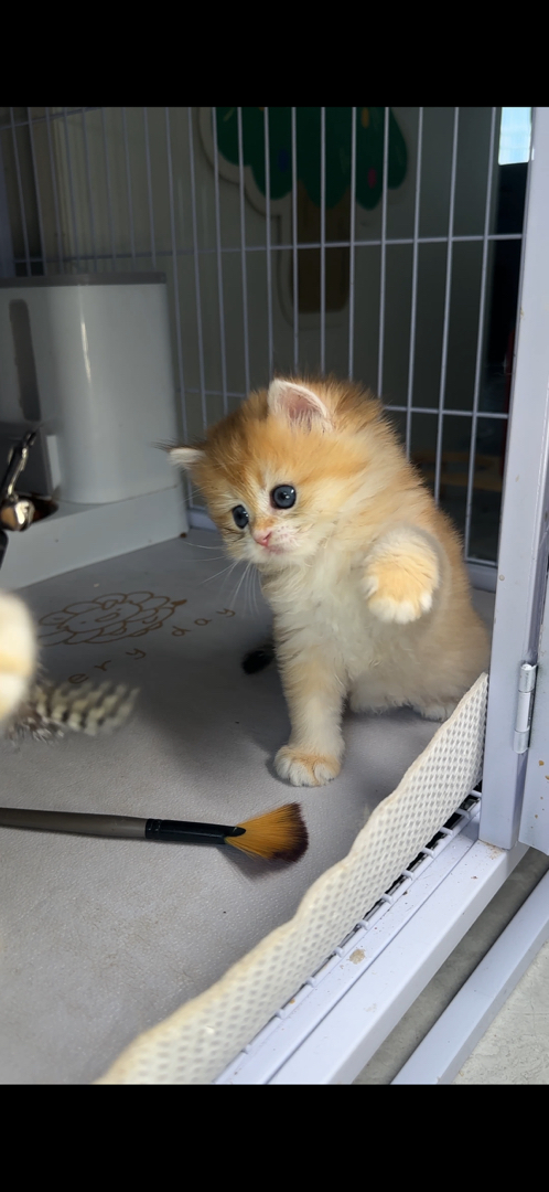 可爱金渐层小猫，毛茸茸颜值高，温顺乖巧好伴侣