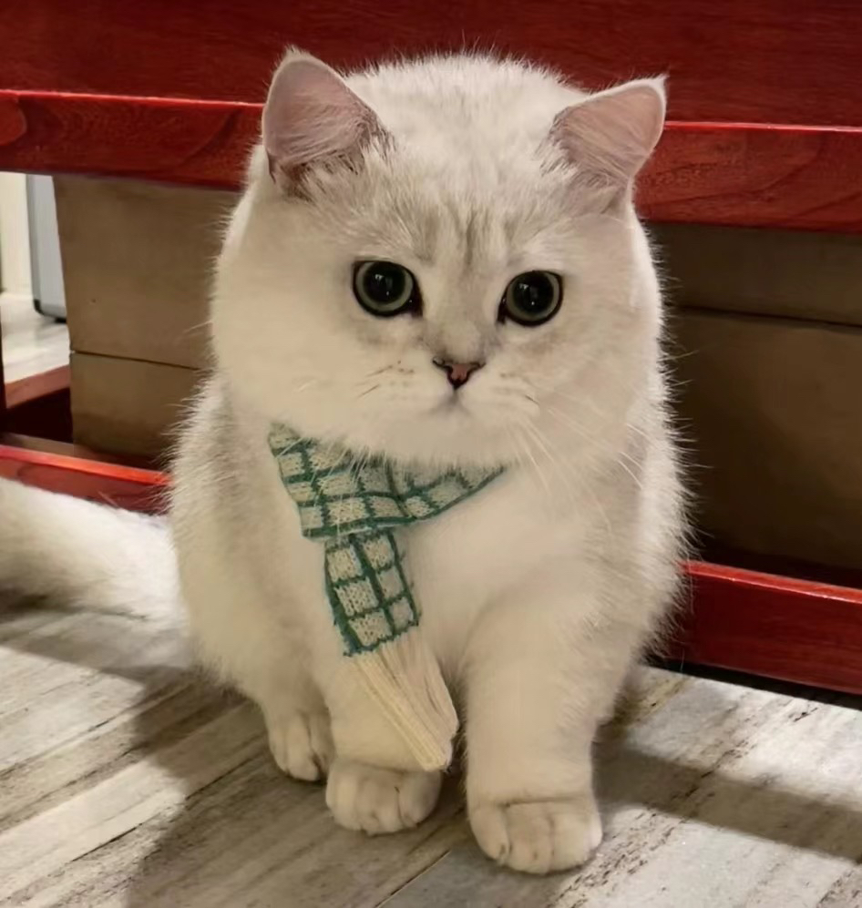 大胖脸银渐层猫咪❤平台推荐