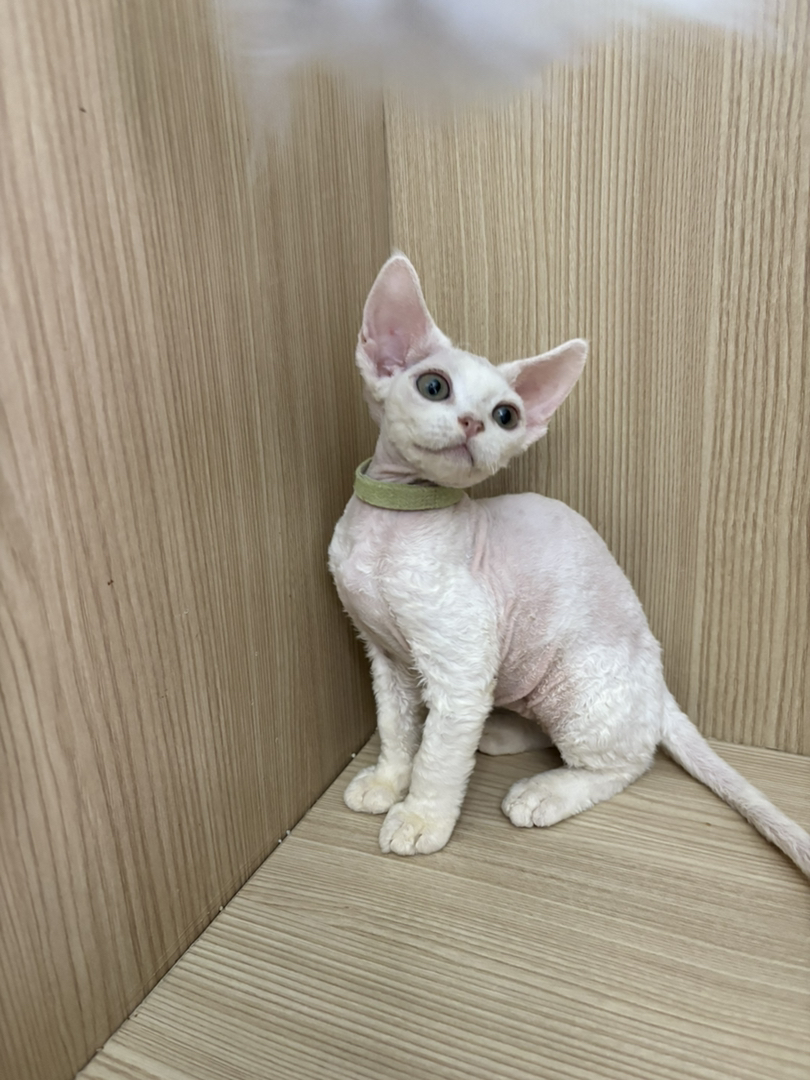德文