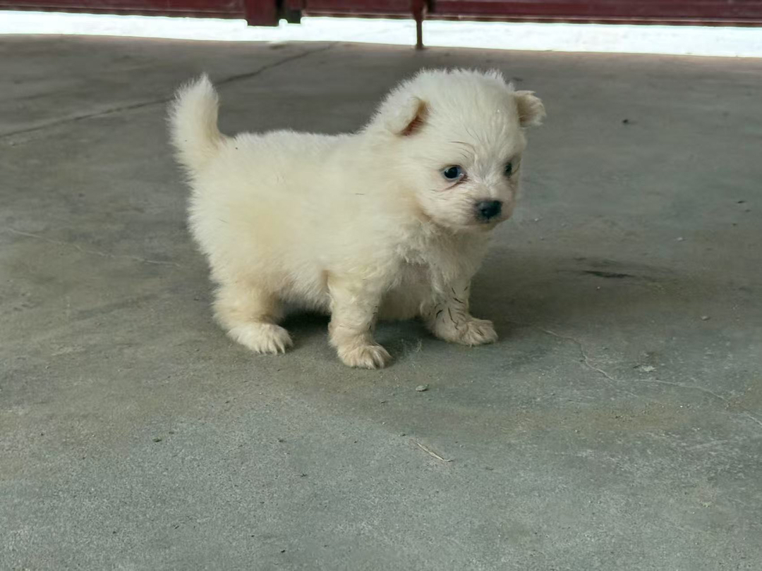 可爱比熊幼犬两个多月大量有货,犬舍一首货源