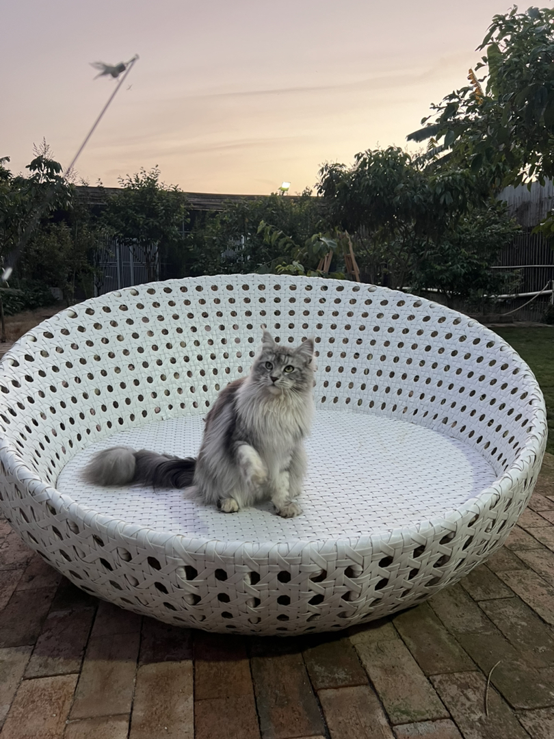 纯种俄系缅因猫丨多种色系可选丨三针疫苗齐全