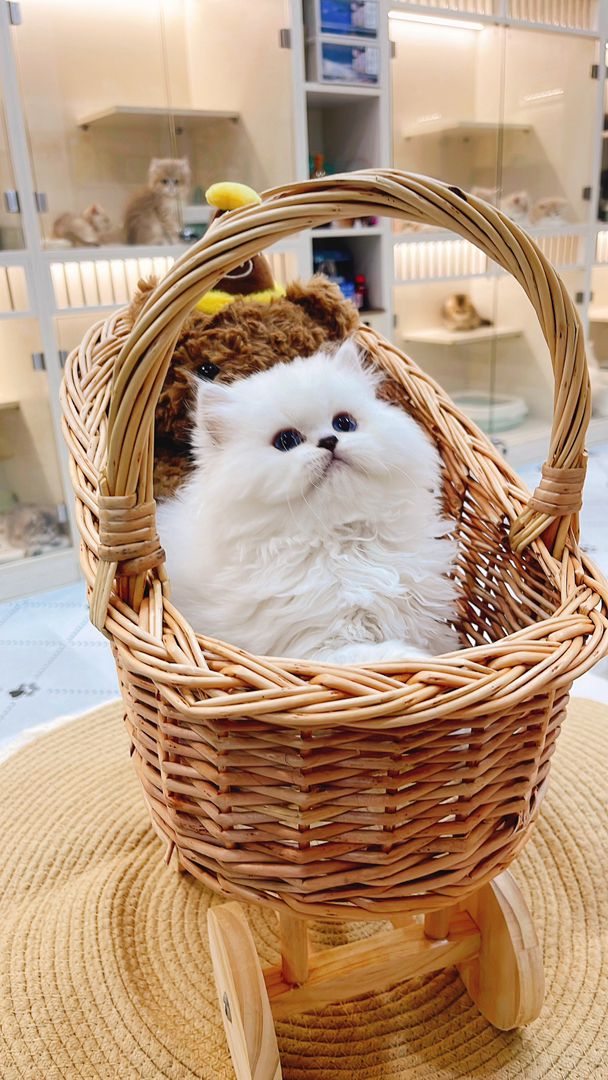 高地银点猫,雪白蓬松毛,湛蓝眼眸,乖巧灵动,温顺粘人,家庭陪伴佳选
