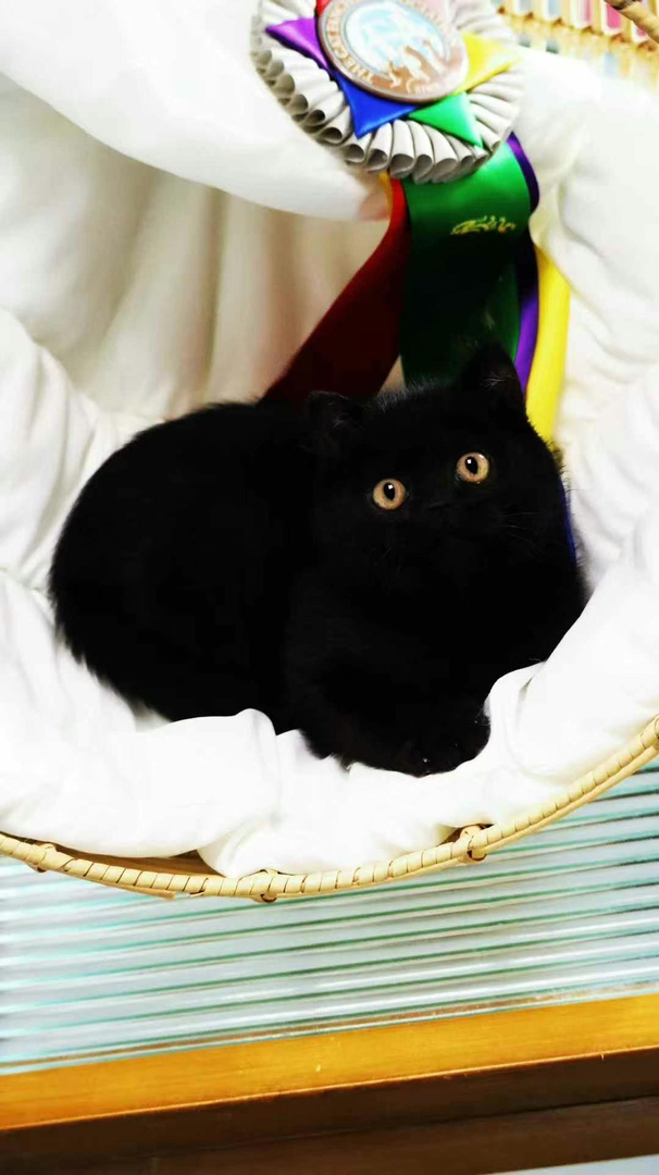 超级可爱小黑猫