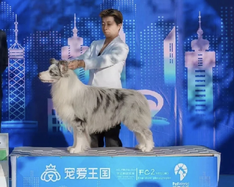 蓝色陨石边境牧羊犬