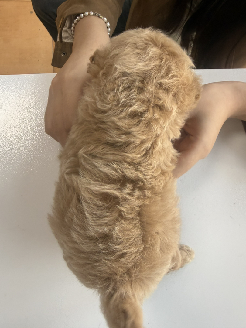 小体萌系泰迪熊