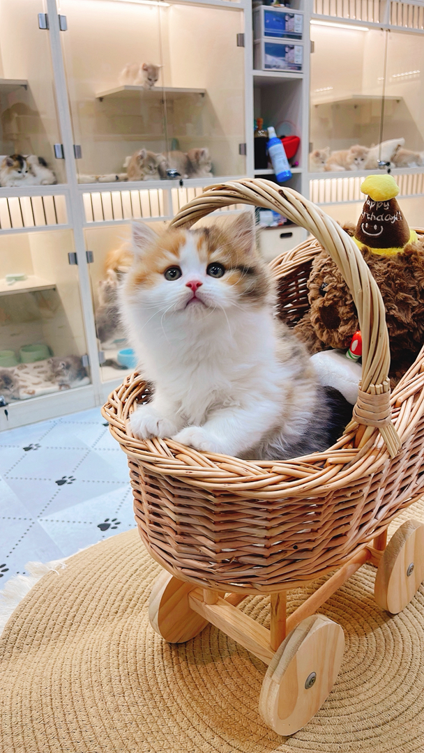 金三花高地