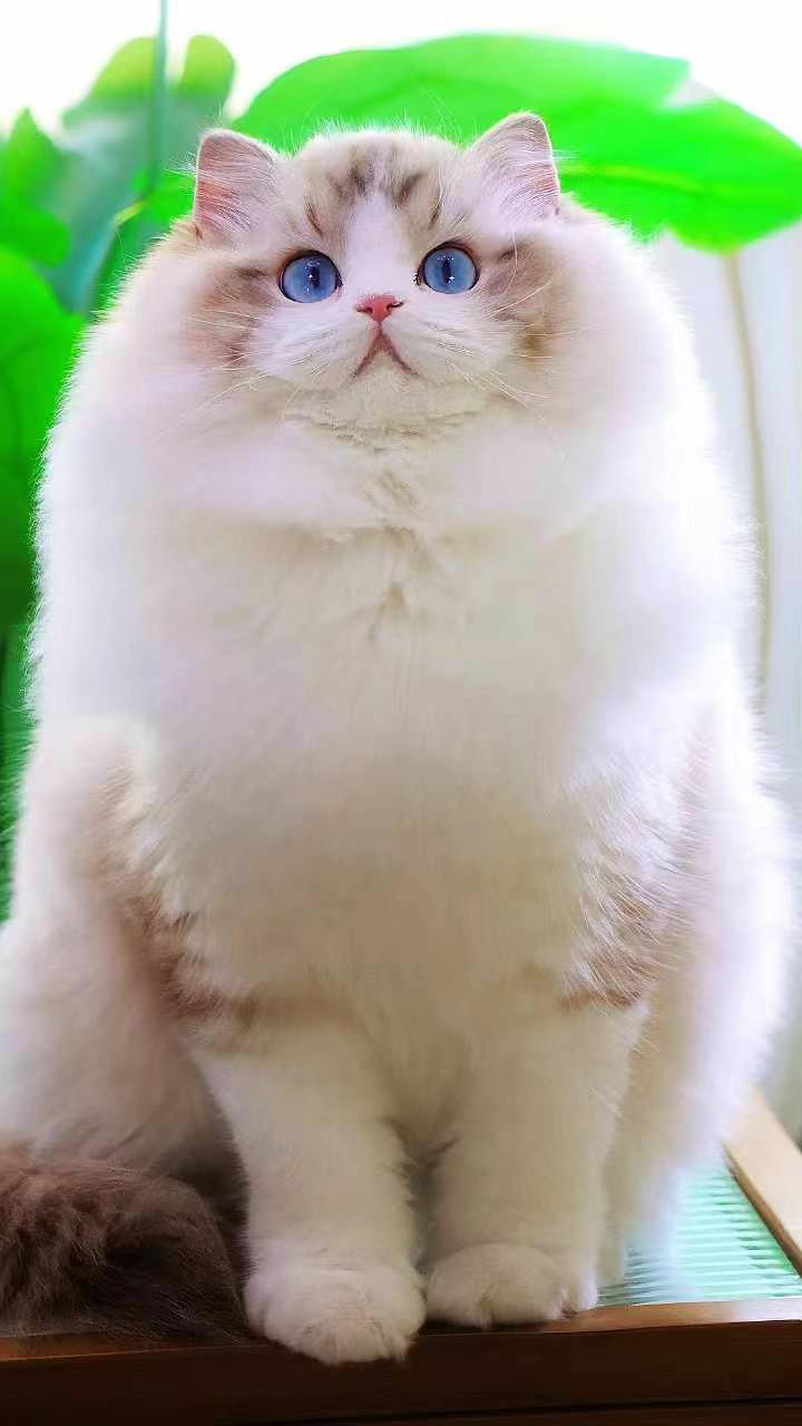 爆毛波斯系布偶猫❤️双血统波斯系布偶猫