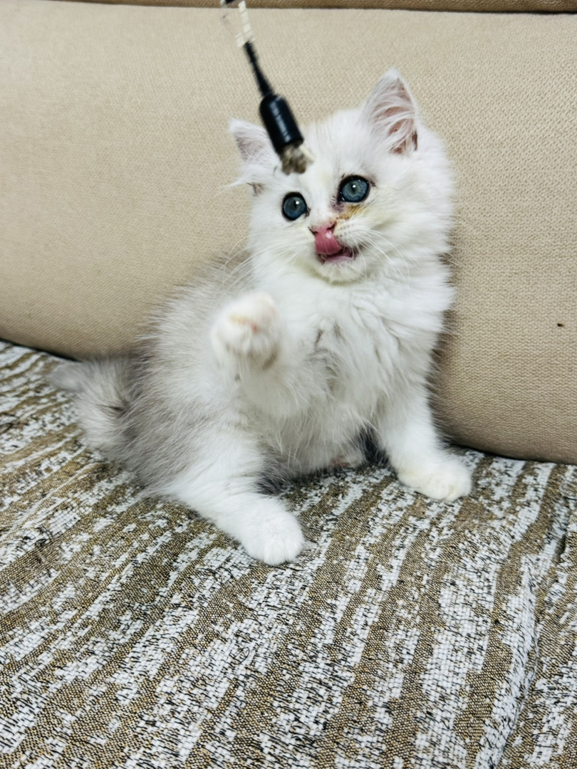 长毛银渐层妹妹