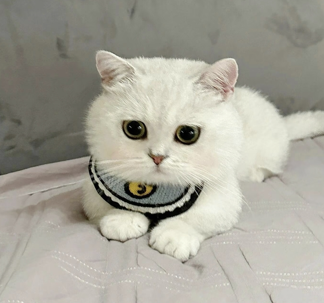 英国短毛猫,毛白如雪,大眼萌态,温顺乖巧惹人