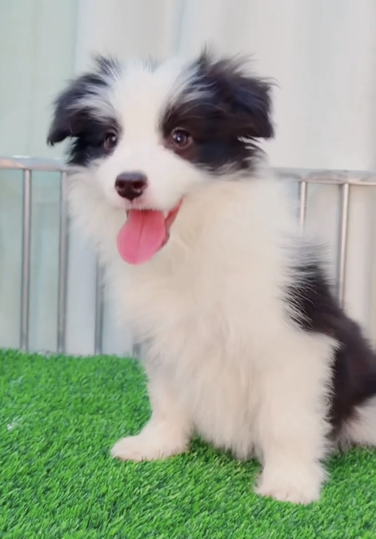 双血统⭐带证书➕芯片⭐边境牧羊犬