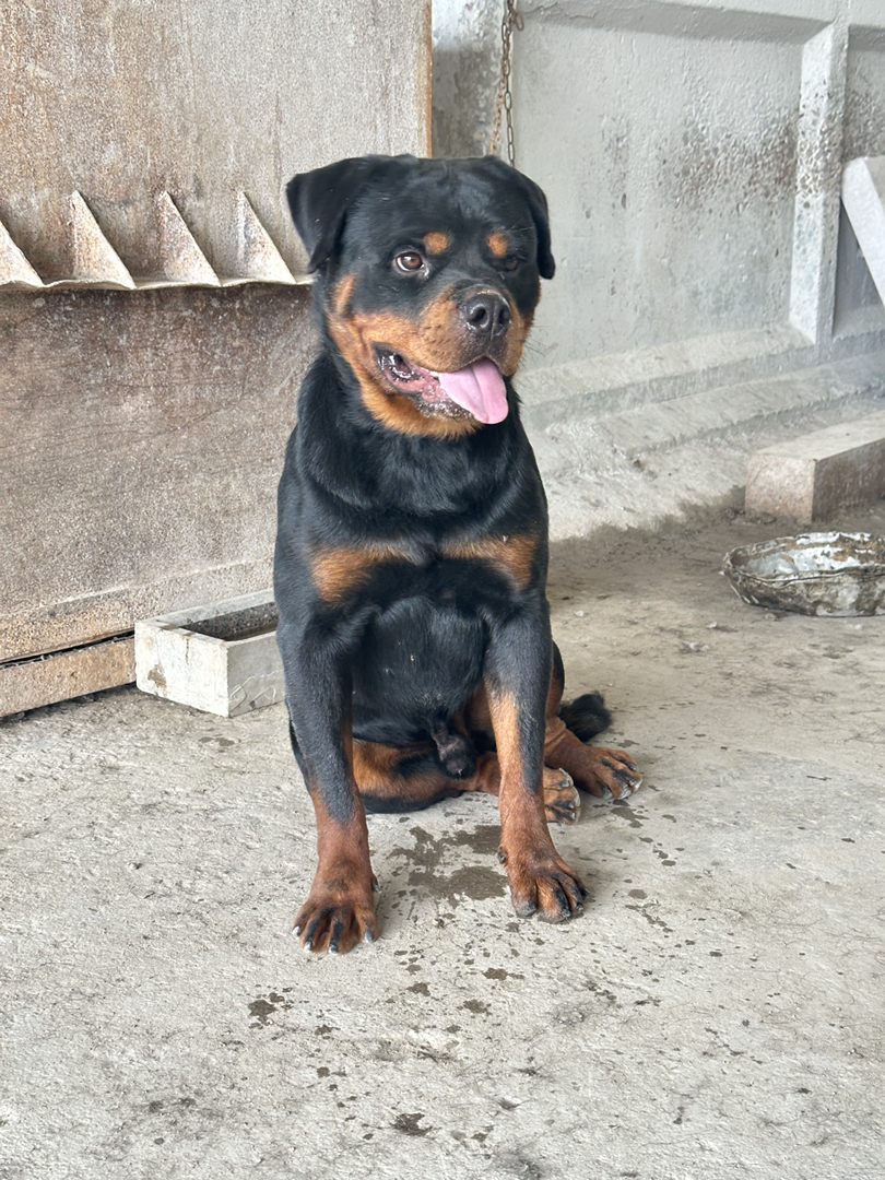 罗威纳犬 一品带刀护卫 非常优秀的家庭伴侣犬
