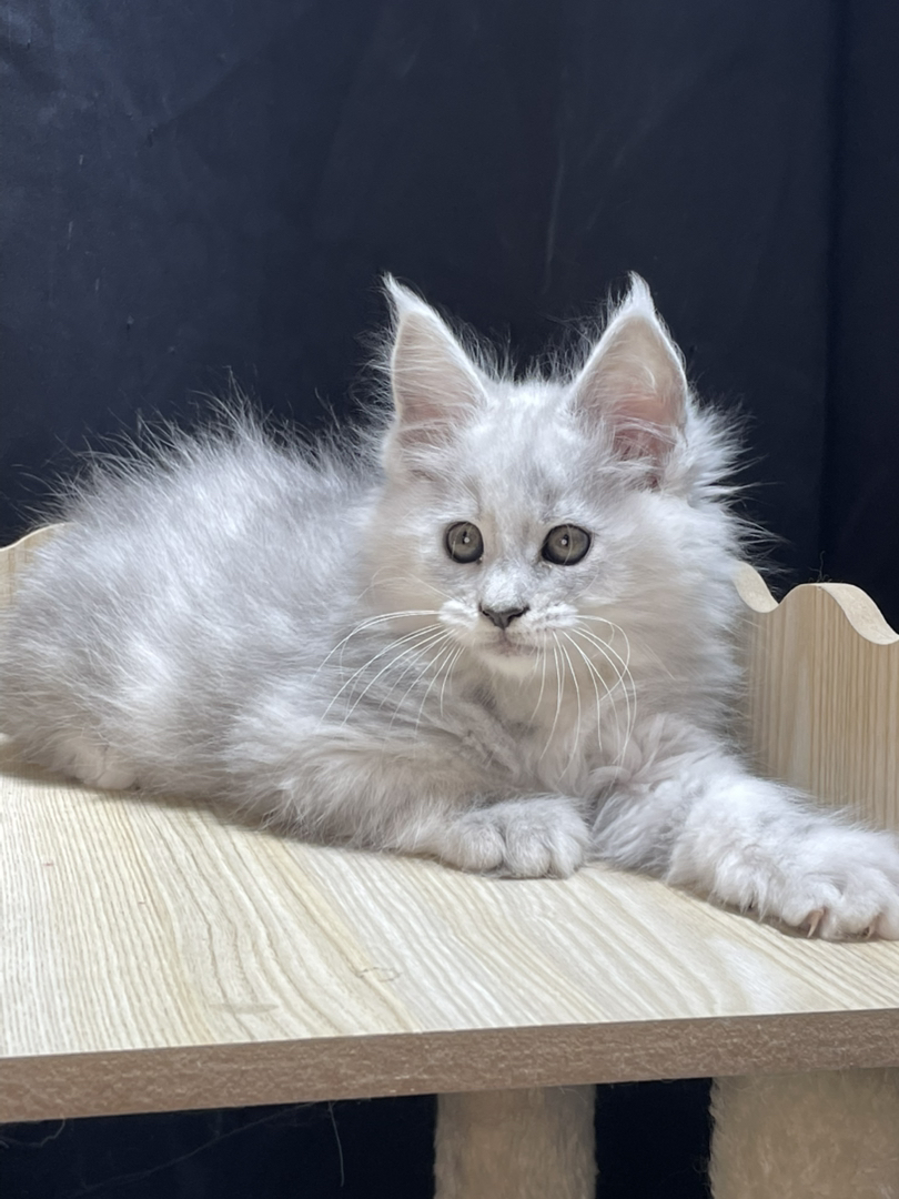 高银妹妹,颜色很浅。和阴影差不多