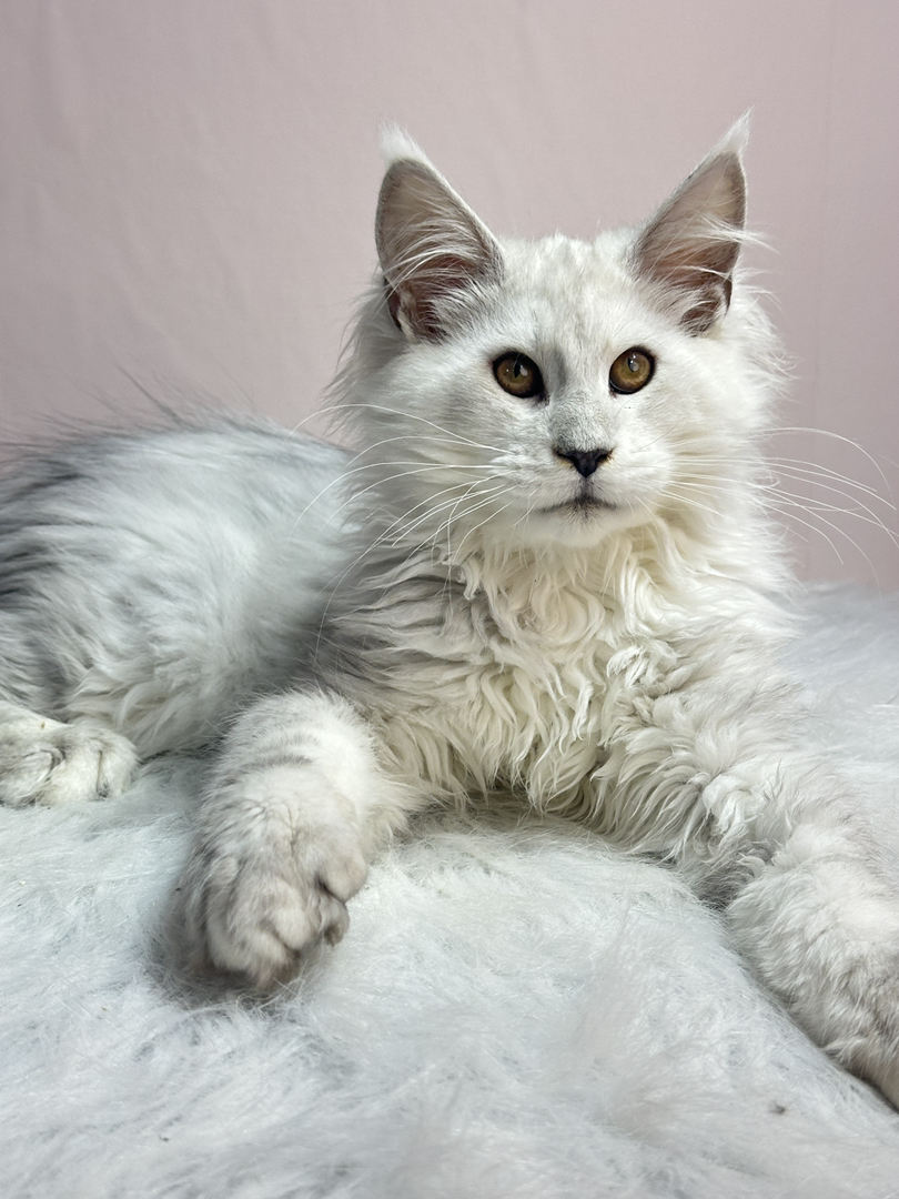 阴影色弟弟,四个月三针疫苗.