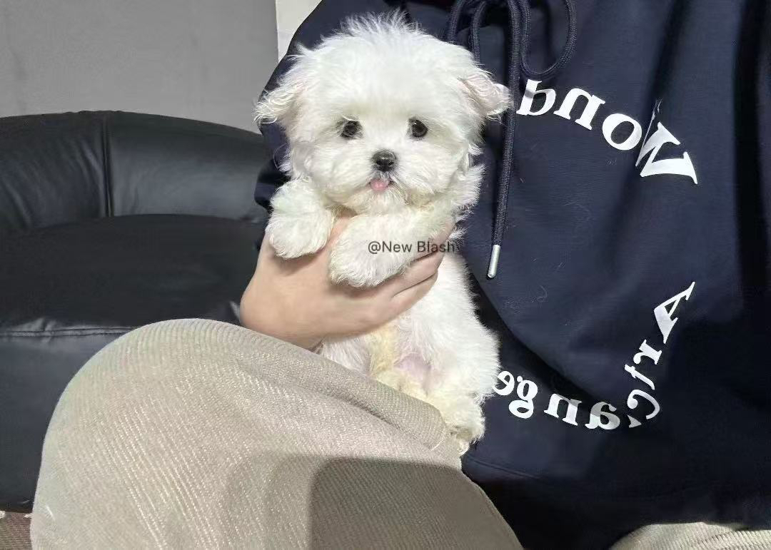超萌韩版小体!!!马尔济斯犬🐶毛毛长出来后如图5️⃣