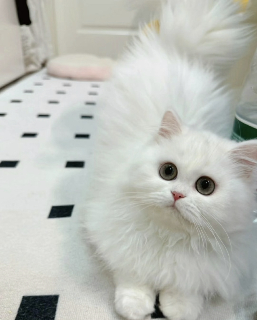 金吉拉仙女猫