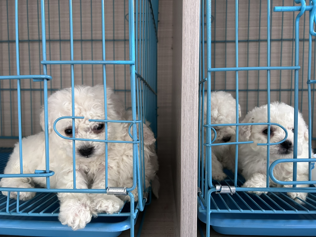 小体比熊