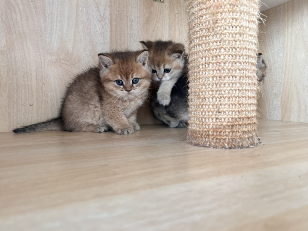 金渐层2公一母，一个1200