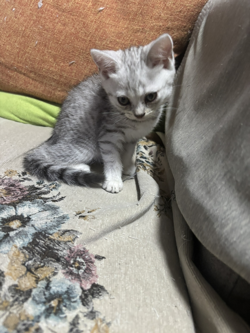 西安虎斑小猫，自己猫生的